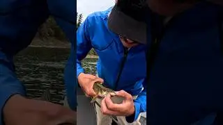 Pike Minnow Eats Pike Minnow
