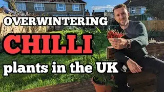 OVERWINTER your CHILLI plants! Great Autumn job for Spring success! #vegetablegarden #gardening