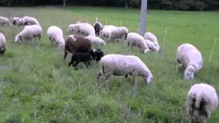 AGNELLINI E PECORE AL PASCOLO.