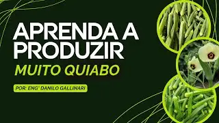 Como produzir MUITO QUIABO