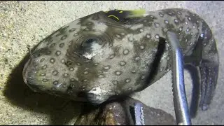 Full of Surprises! Collection of Unexpected Harvests from Seafloor Fishing