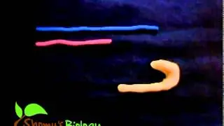 Telomeres and telomerase - end replication problem
