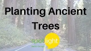 Planting Ancient Trees | practice English with Spotlight