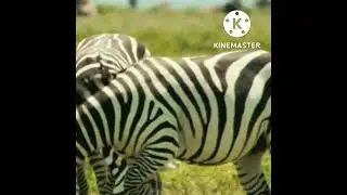 Natural Life of Wild Animals&lrm;@Natural Wild Animal&nbsp;