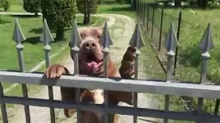 Andante Bandog &ldquo;PIT ANDANTE