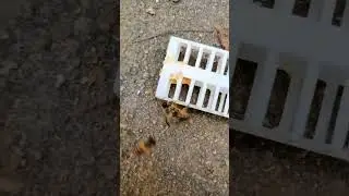 The Failed Escape of the Queen Bee🐝🐝🐝🐝🐝🐝🐝🐝🐝🐝 #bees