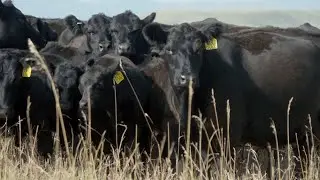 Regenerative Agriculture Makes Dollars and Sense for Montana Rancher