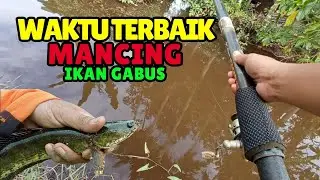 Waktu Terbaik untuk Mancing Ikan Gabus: Panduan Lengkap untuk Hasil Maksimal
