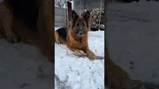 Концентрація 😁😂🤭 #perfectversatility #розплідник #німецькавівчарка