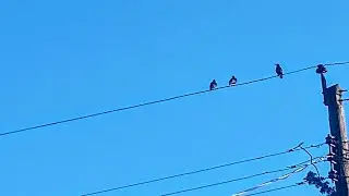 Delsea Drive - Birds on the Wire [Full EP]