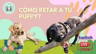 C&oacute;mo RETAR a tu puppy?- 5 claves para entendernos mejor.