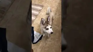 Pomsky Attack!!!!