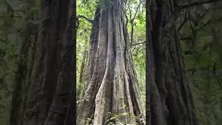 Hiking in the tropical rainforest