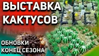 Выставка кактусов. Мои новые кактусы. Neochilenia occulta. Уход за кактусом осенью.