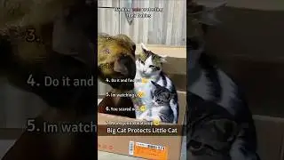 Mama cats dont play around!