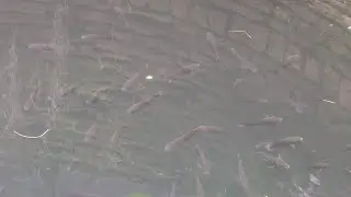 fish# well open well fish farming water drinking water fishing #funny #music