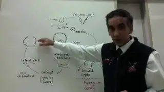Stem Cells to treat Stargardt's Disease (IB Biology)