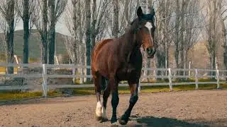 Copyright Free Horse Video In HD Quality [COPYRIGHT FREE VIDEOS]