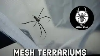 The Spider Shop Mesh Terrariums