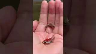 这种虫你老家见过吗？ #鱼缸里的大自然 #三眼恐龙虾 #鲎虫 #远古生物
