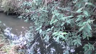 Tiger Snake, Copperhead Snake, Brown Snake, Release Easter 2014