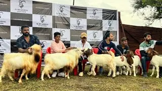 Exotic Bantam Goats & Stud Quality Boer Kids at Al Muqaddas Goat Farm Pune