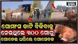 ଗୋମାଂସ ବିକ୍ରି ପାଇଁ କଣ୍ଟେନରରେ ନେଉଥିଲେ ୩୦୦ରୁ ଅଧିକ ଜିଅନ୍ତା ଗୋରୁ, ଦେଖିଦେଲେ ଗୋରକ୍ଷକ, ଧରିଦେଲେ ସବୁ କଣ୍ଟେନର
