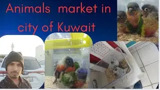 Animals market in city of Kuwait ❤️😁😺🐁🐀🐇🐈🐊🐔#😺🎈🐏🐐🐕🐦🐥🐢#teluguvideos#youtube videos#🐐🐢🐥🐦@rockrafiyt