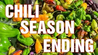Chili Ernte komplett Oktober 2022 und How to D&ouml;rr mit Automat.