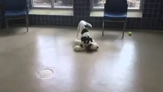 Natalie, a 6 month old Australian Cattle Dog/Beagle mix available for adoption at the Wisconsin Huma