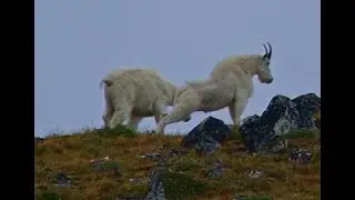Montana Mountain Goats