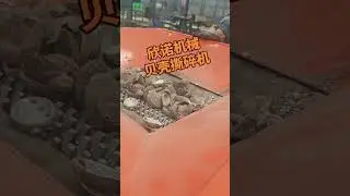 Shell shredder controllable output size low noise and less powder#Shell crusher#Shell