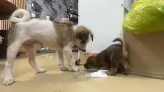 Small cute dog and big one : behavior of two dogs even they never know each other ?