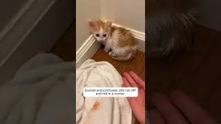 Она заметила котенка который сидел под лавкой! #animalslove #animal #meow #recure #животные