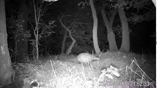 Das loopt over wildwissel