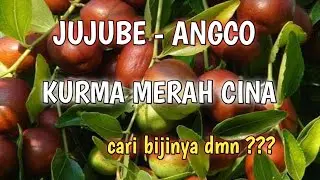 Jujube - Angco kurma cina dan cara mendapatkan bijinya
