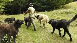 MERGEM CU CAINII CIOBANESTI PRIN PADURE,CA SA NE PROTEJEZE DE URS.