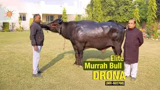 Elite Murrah Bull DRONA (MR-603768) | Dam Yield 5782 L | Hisar Bovine Station