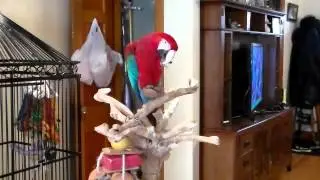 Annabelle the Greenwing Macaw talking.
