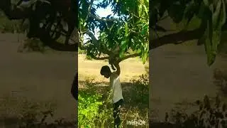 Mango stool in road side tree Tamil #shorts #shortsfeed #trending #viral #funny #funnyvideo #vlogs
