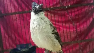 Kutilang gacor √ krek krek