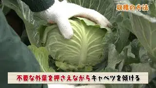 愛知農福連携　農作業の手順動画１　キャベツの収穫・箱詰め