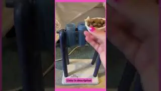 Amazon dog must haves 2022
