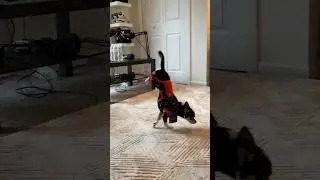 MY DOG DOING A HANDSTAND 😭😳