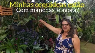 Manchas nas folhas da orquideas, oque fazer?