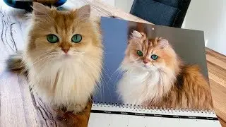 Smoothie & Milkshake 2020 Calendar