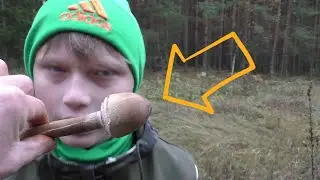 ГРИБЫ КОНЕЦ ОКТЯБРЯ 2023 ГОД! Красивые и РАЗНООБРАЗНЫЕ ГРИБЫ!