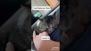 Annoyed cat 😾❤🐈 #annoyedcat #gatitos #kittensvideos #cutebabycat #catreaction