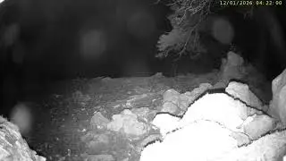 Upper Wharfedale: Mangalitza Pigs🌙11/01/26