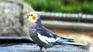 Cacat&uacute;a Ninfa o Cocotilla Cantando Sonido para Llamar El Mejor
